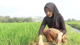 Gadis desa cantik nangkapin ikan di sawah