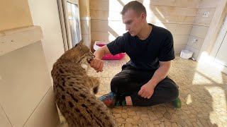 BOBCAT RUFUS IS JEALOUS OF KATYA / Caracal hisses at guests