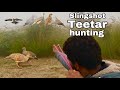 Teetar mix birds hunting teetar and dove slingshot hunting 