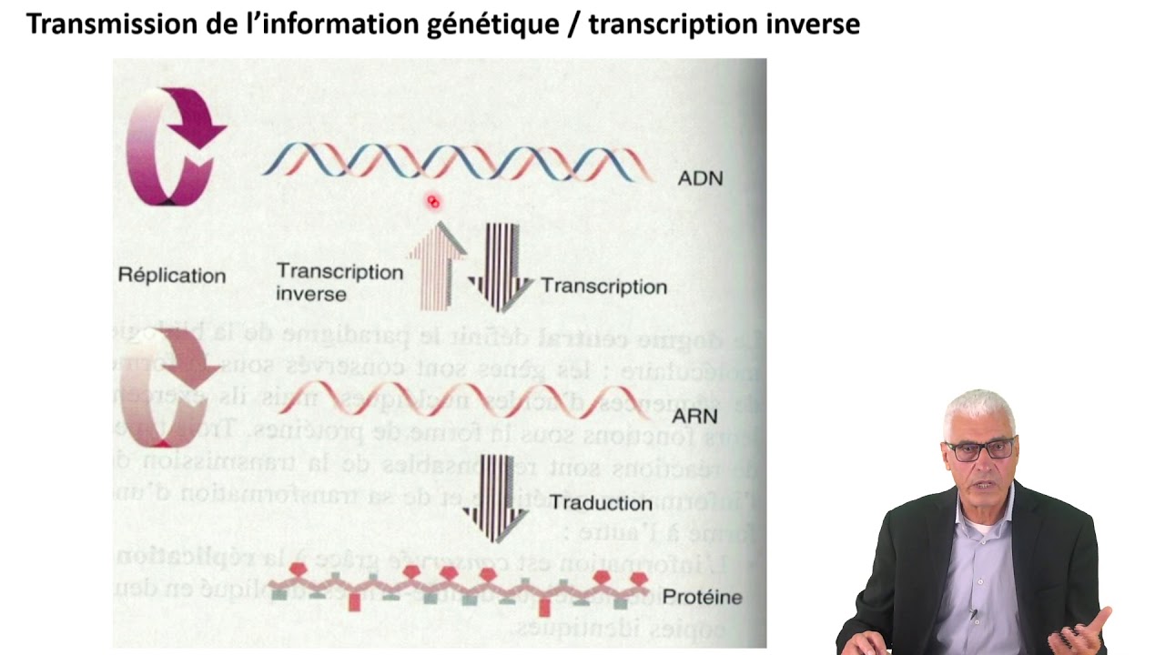 Cours N°13: Génétique moléculaire-La transcription: Synthèse d'ARN à partir de matrices d'ADN- Part1