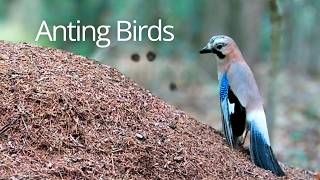 Rare footage of Eurasian Jay Anting on Anthill & Song Thrush Aggressively Defending Nest