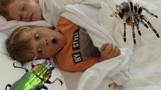 Bed Bugs Board Game!!!!! Toy review !!!!!! Kids playing with Bugs!!!
