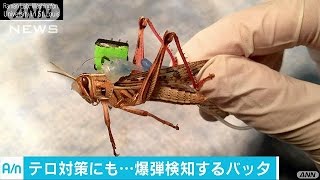 バッタの嗅覚で・・・爆発物を検知　米海軍が開発始める(16/07/07)
