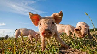 How to Groom Your Potbellied Pig | Pet Pigs