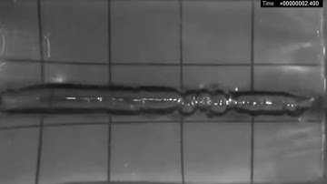 Comparison of Visual Dynamics in Ballistic Gelatin Between Lower- and Higher-Energy Bullets and Guns