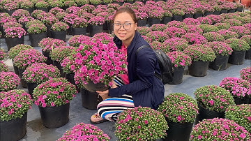 CÚC MÂM XÔI HÀN QUỐC TẾT 2024- CƠI NGỌN LẦN 1 - 0988.000.395