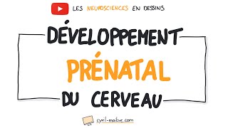 LE DÉVELOPPEMENT PRÉNATAL DU CERVEAU - Les neurosciences en dessins