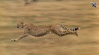 The Cheetah is the Fastest Animal in the World - YouTube