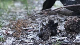 Plant Adaptations to Fire in Australia