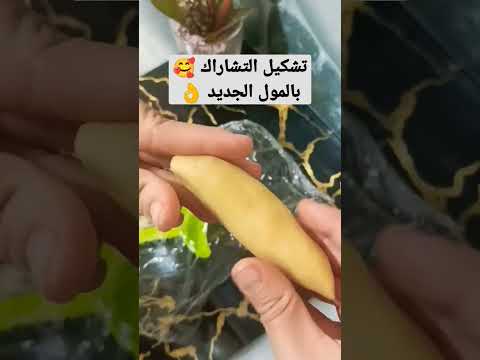 تشكيل حبة تشاراك بالمول الخاص الجديد رائع و سهل طبخ الجزائر حلويات العيد حلويات سهلة