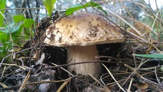 Сбор грибов. Тихая охота. Грибалка: белый гриб, польский гриб, маслята