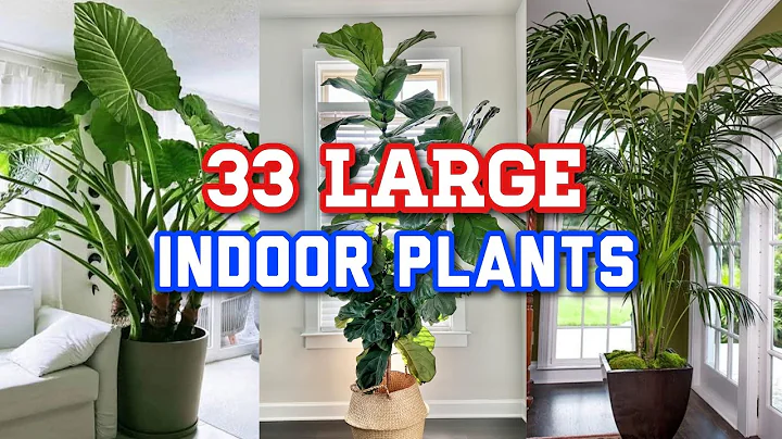 33 Large Indoor Plants for Home | Indoor Large & Tall Houseplants | Low Light Large Indoor Plants