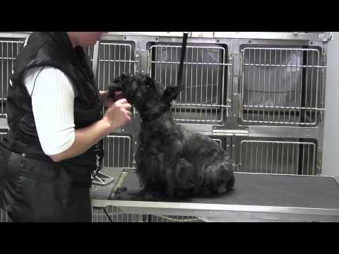 Video: Muskelkrämpfe Bei Scottish Terrier