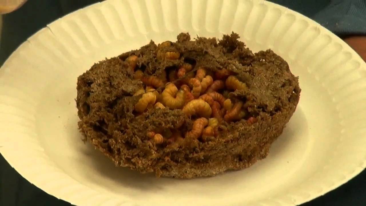 Buy Butterworms For Reptiles Freshest Source For Sale in U.S. YouTube