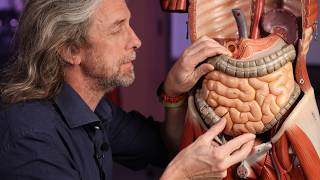Relational anatomy of abdominal organs