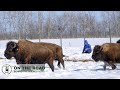 CANADA A CONSTANT BATTLE | Canadian Bison Ranchers fight the deep snow to feed their livestock.