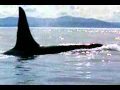 michael jackson will you be there (free willy)