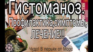 видео: Гистоманоз у индюков,индейки// Профилактика// Симптомы//Лечение. картинка: Гистоманоз у индюков,индейки// Профилактика// Симптомы//Лечение.