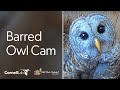 Barred Owls LIVE! WBU Barred Owl Cam | Wild Birds Unlimited | Cornell Lab