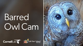 Barred Owls LIVE! WBU Barred Owl Cam | Wild Birds Unlimited | Cornell Lab