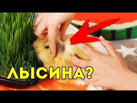 ПИТОМЦЫ ЛЫСЕЮТ?! Залысина За Ушами У Морской Свинки / SvinkiShow