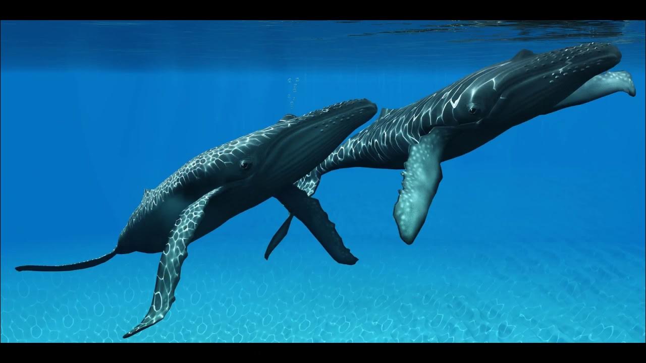 Киты спариваются. Кит вид сверху. Как спариваются киты фото. Киты размножение. Спаривание кита.