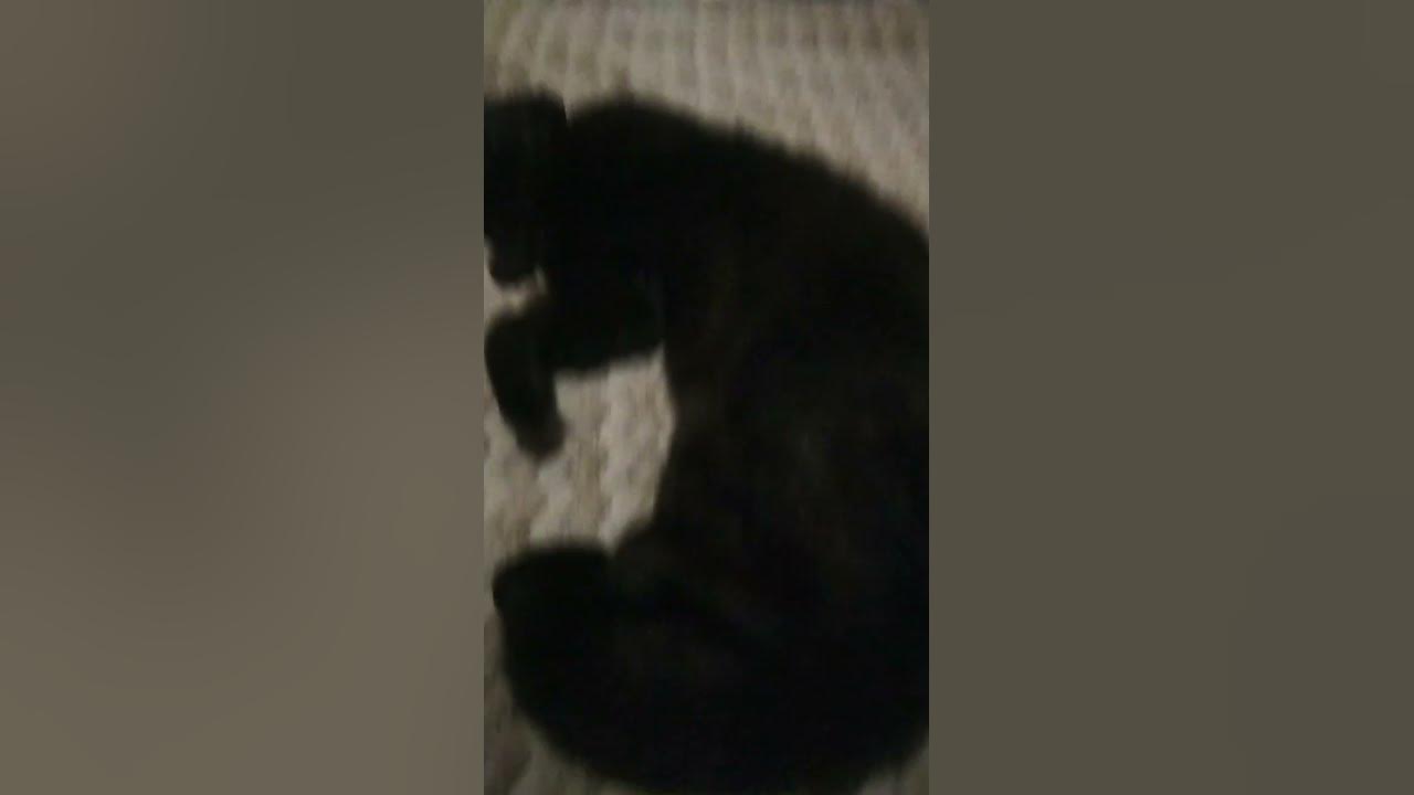 мій любимий котик - YouTube