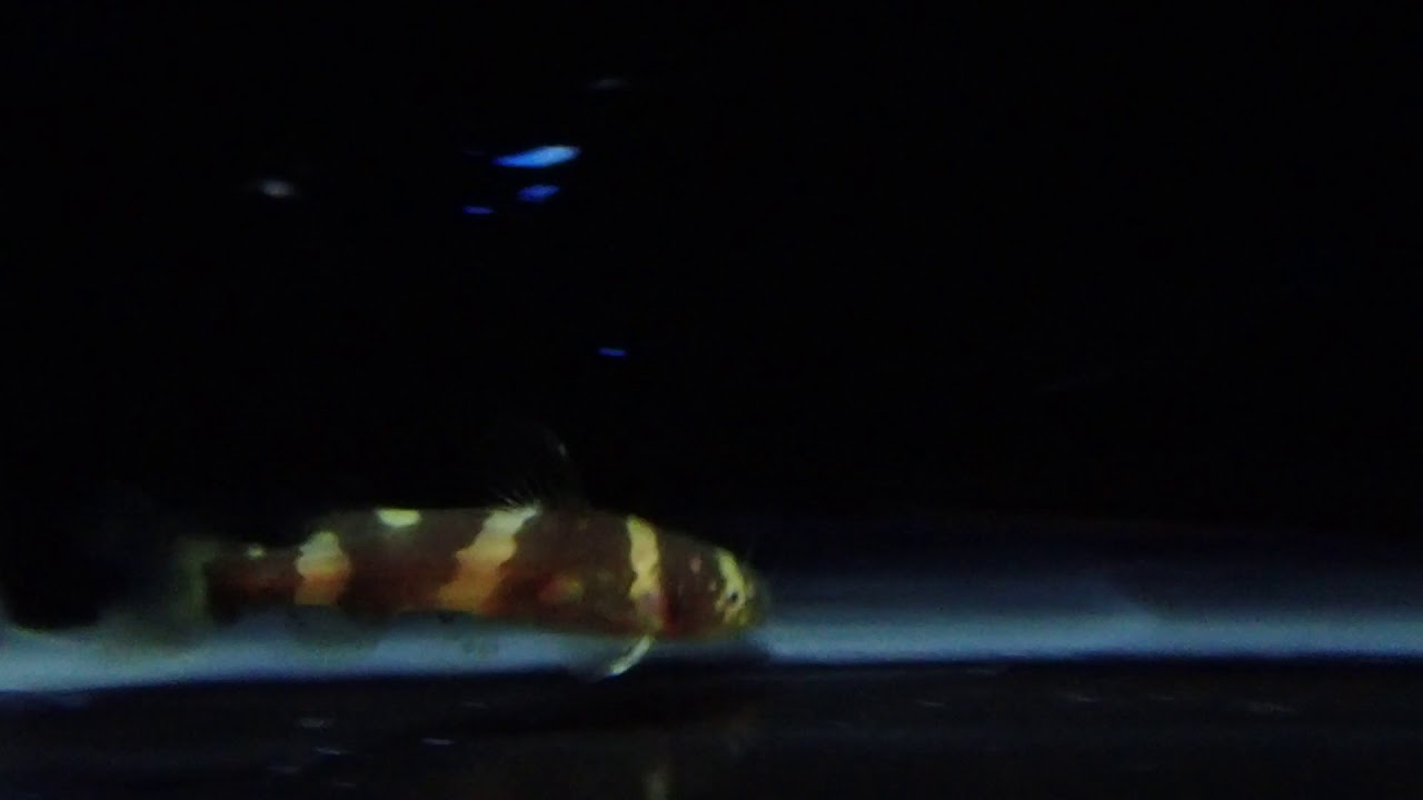 camera iphone 8 plus apk Bumblebee catfish (Pseudomystus leiacanthus)