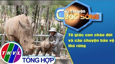 THVL | Tê giác con chào đời và câu chuyện bảo vệ thú rừng