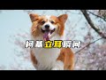 小柯基缓慢立起耳朵 太可爱了 小柯基缓慢立起耳朵 太可爱了