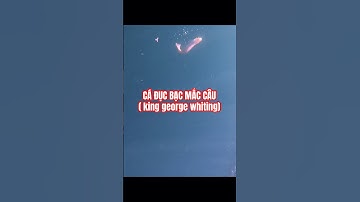 Câu cá đục bạc ở úc |King George Whiting Fishing #kinggeorge #whiting #fishing #cauca #shorts