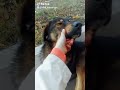 Пес Тимоша