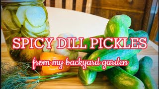 Spicy Dill Pickles From My Own Backyard Garden
