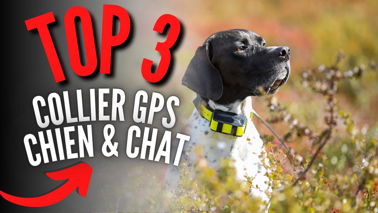 Weenect Dogs 2 - Présentation du collier GPS pour chien