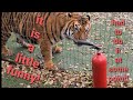 Can a tiger take a joke?