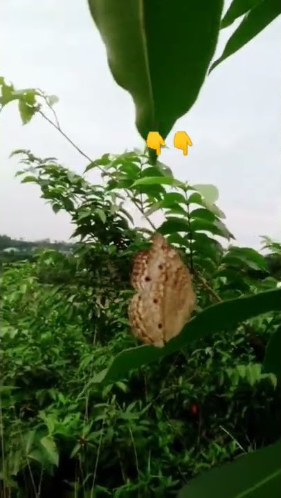 Grey Pansy Butterfly 😳