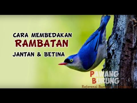 Ciri Burung Rambatan Jantan Betina Youtube
