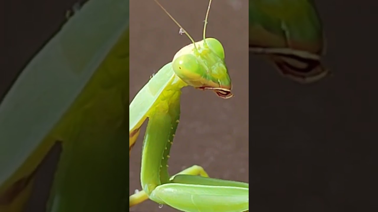 Bear Valera is scared — who is it? Aliens or a giant insect? 😱 I dangerous! Better be careful…"