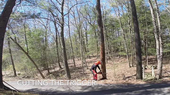 Felling a dead pine -- with commentary