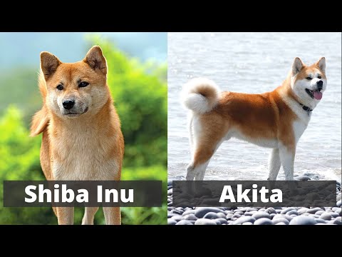 Shiba Inu vs Akita | Detailed Comparison between the two breeds |