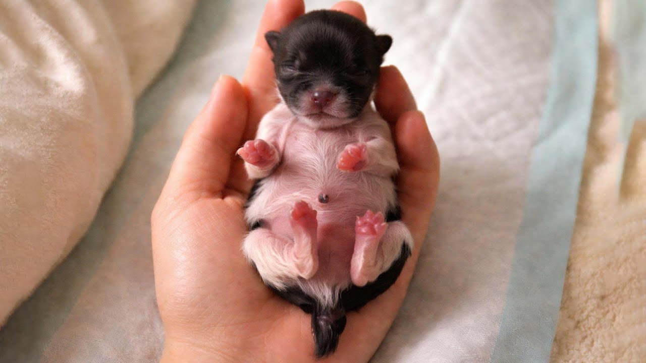 Брошенный при рождении, этот крошечный щенок, весивший всего несколько граммов, боролся за жизнь