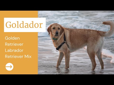 Videó: Labrador Retriever fajta információ | Doggie Matchmaker