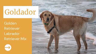 Goldador  Golden Retriever Labrador Retriever Mix