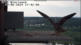 MPEC Włocławek PL - Young (?)on landing , departure - 2024 06 04 17 42