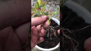 Grow roses quickly with just this little tip