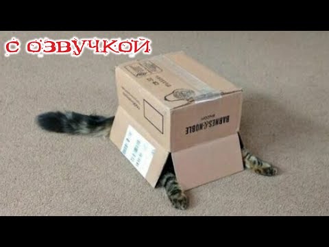 ПРИКОЛЫ С КОТАМИ! С ОЗВУЧКОЙ! Самые Смешные Животные! Смешные коты!!