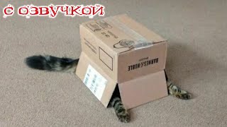 Приколы С Котами! С Озвучкой! Самые Смешные Животные! Смешные Коты!!