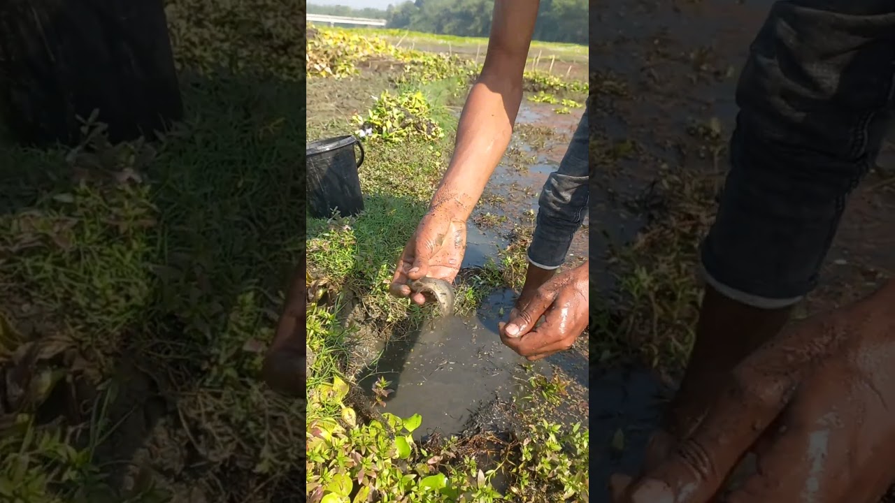 Amazing Hand Fishing Idea. Native Fishing Method In Mud Water 