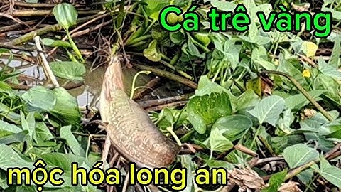 Cá trê vàng rô mề mộc hóa long an quá sướng tay@Hungvlog430
