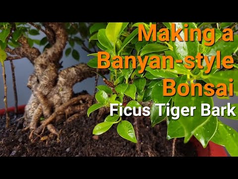 Ficus microcarpa 'Tiger Bark'. Kimeng banyan using rooted cuttings for aerial roots.